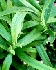 Russischer Estragon, Artemisia dracunculus