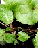 Knäuelglockenblume Dahurica, Campanula glomerata
