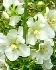 Weiße Königskerze, Verbascum phoeniceum