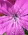 Karthäusernelke, Dianthus carthusianorum