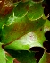 Mahonie, Mahonia aquifolium