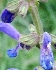 Steppensalbei, Salvia nemorosa ssp. tesquicola