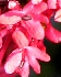 Spornblume, Centranthus ruber